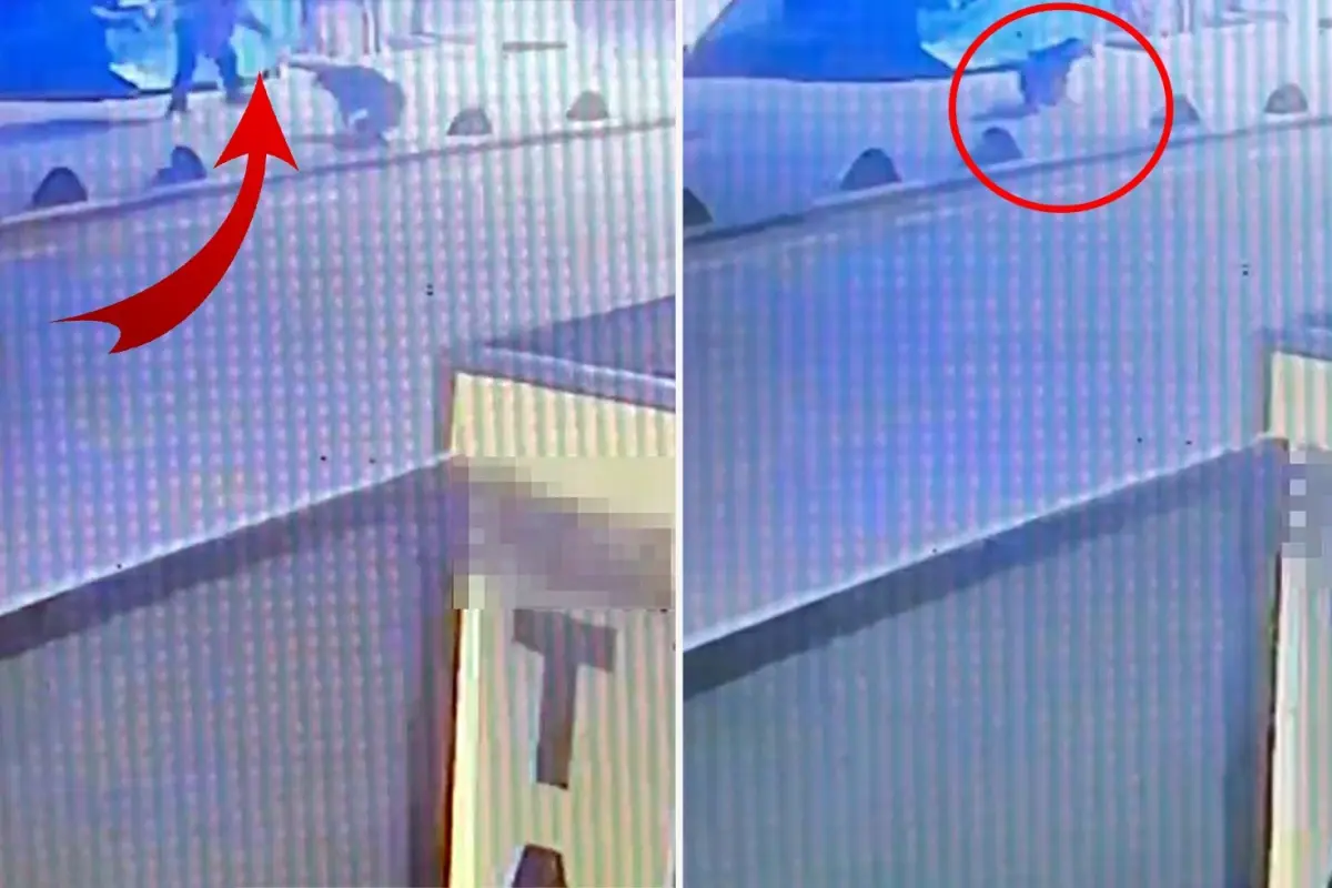 Emekli astsubay, sokak köpeğini tabancayla vurdu