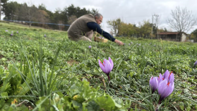 1 kilosuna araba alınıyor! Hasat çiftçiyi ihya etti 3 safranbolu da safran hasadi suresi uzadi 19256735 1935 m