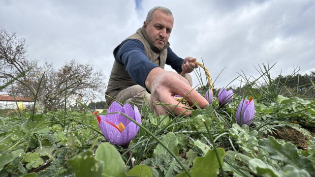 1 kilosuna araba alınıyor! Hasat çiftçiyi ihya etti 4 safranbolu da safran hasadi suresi uzadi 19256735 9815 m