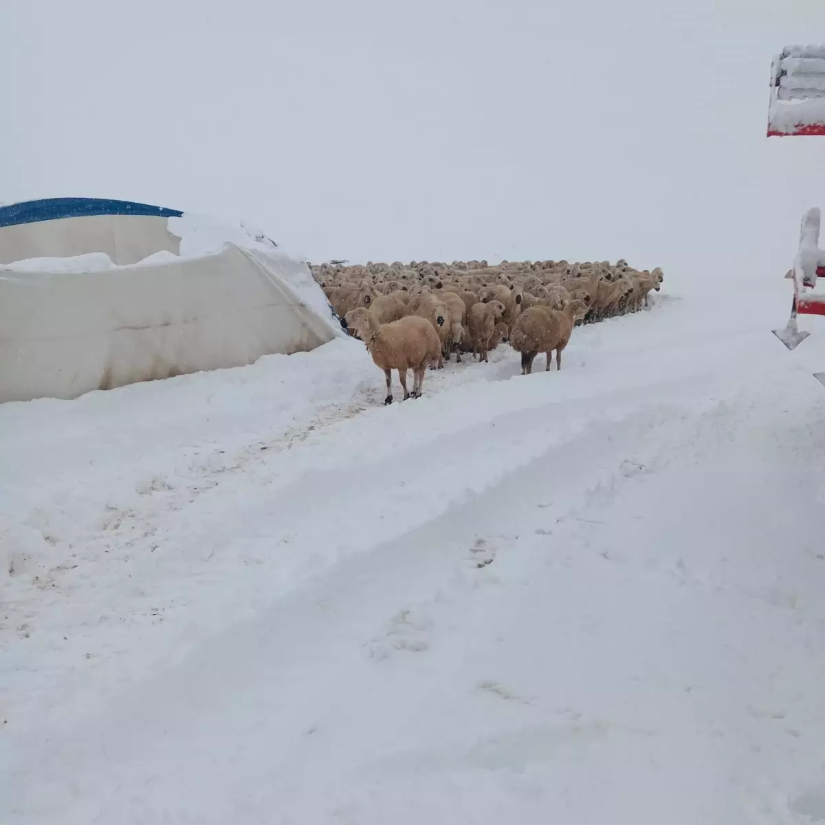 Kangal'da Çadır Çöktü: 8 Koyun Hayatını Kaybetti