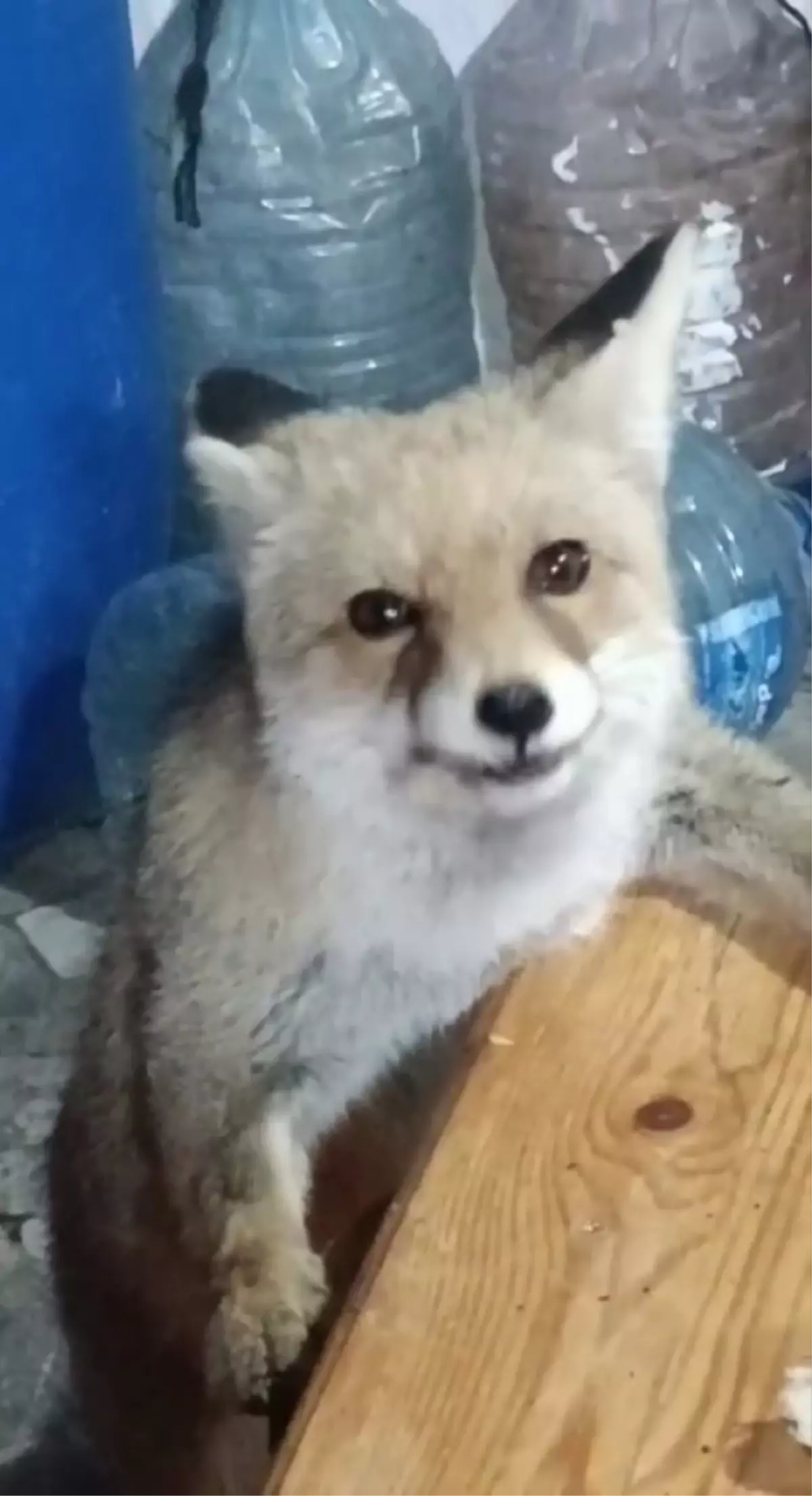 Emekli Vatandaşın Tilkilere Besleme Anları Kamerada