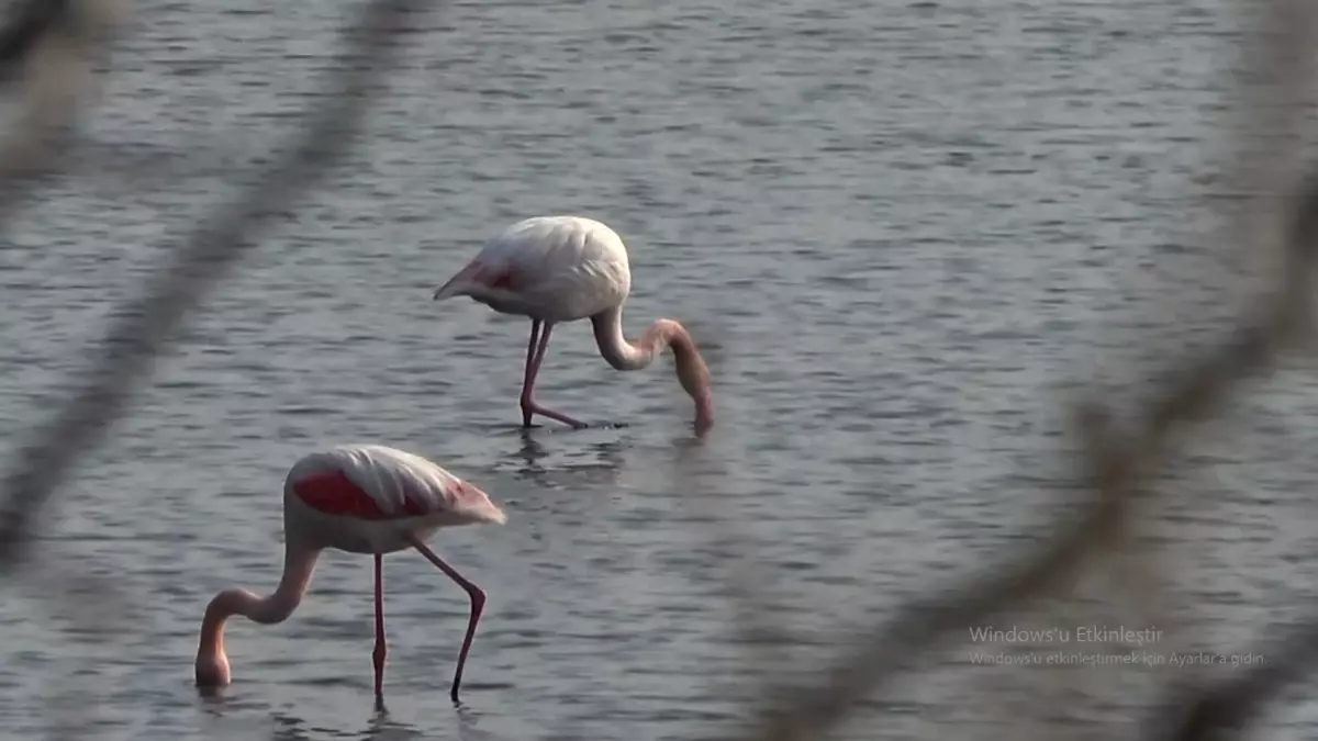 Hersek Lagünü: Türkiye'nin Kuş Zenginliği