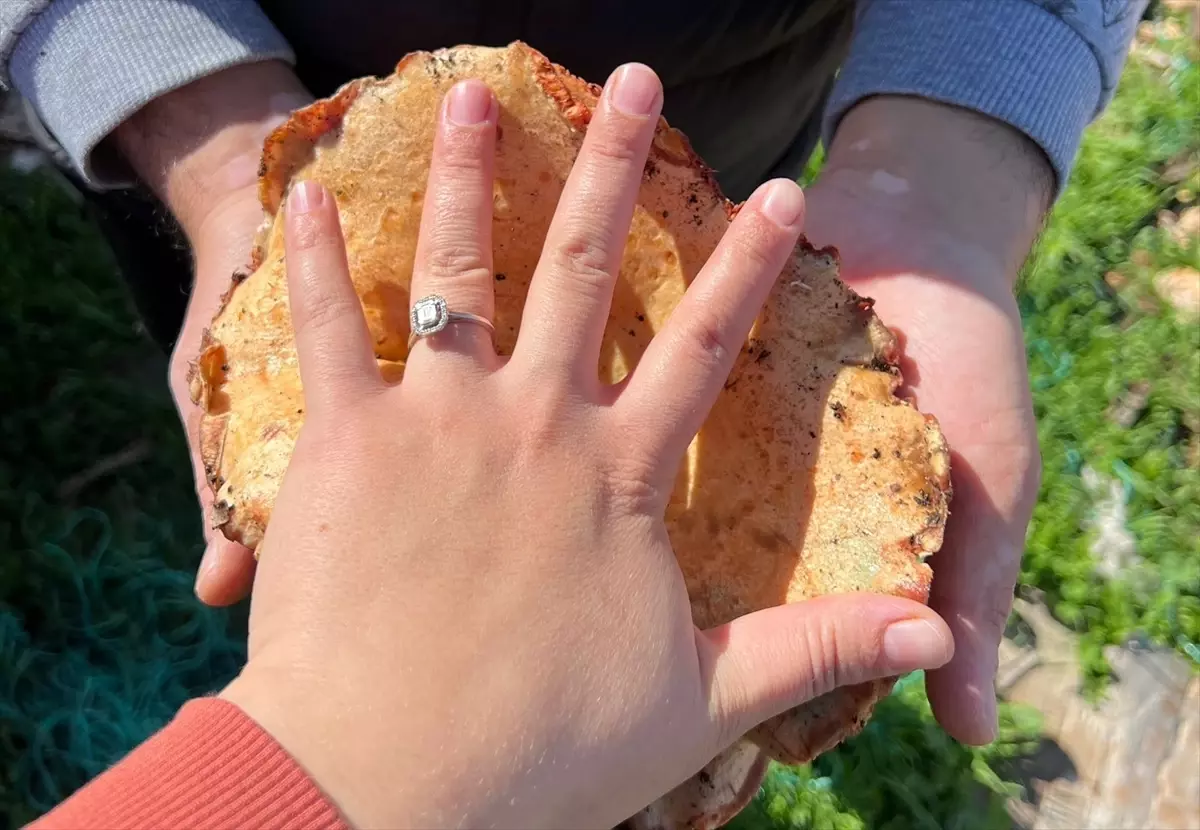 Antalya'nın Kaş ilçesinde Mantar Toplama Sezonu Başladı