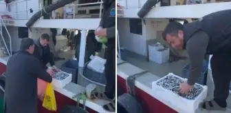 Kasalar dolusu balığı bedava dağıttılar! Nedeni de bir o kadar ilginç