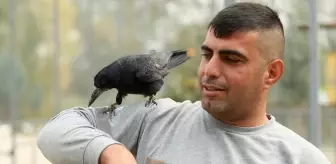 Sakarya'da Tedavi Edilen Karga, İnsanlarla Yakın Dost Oldu