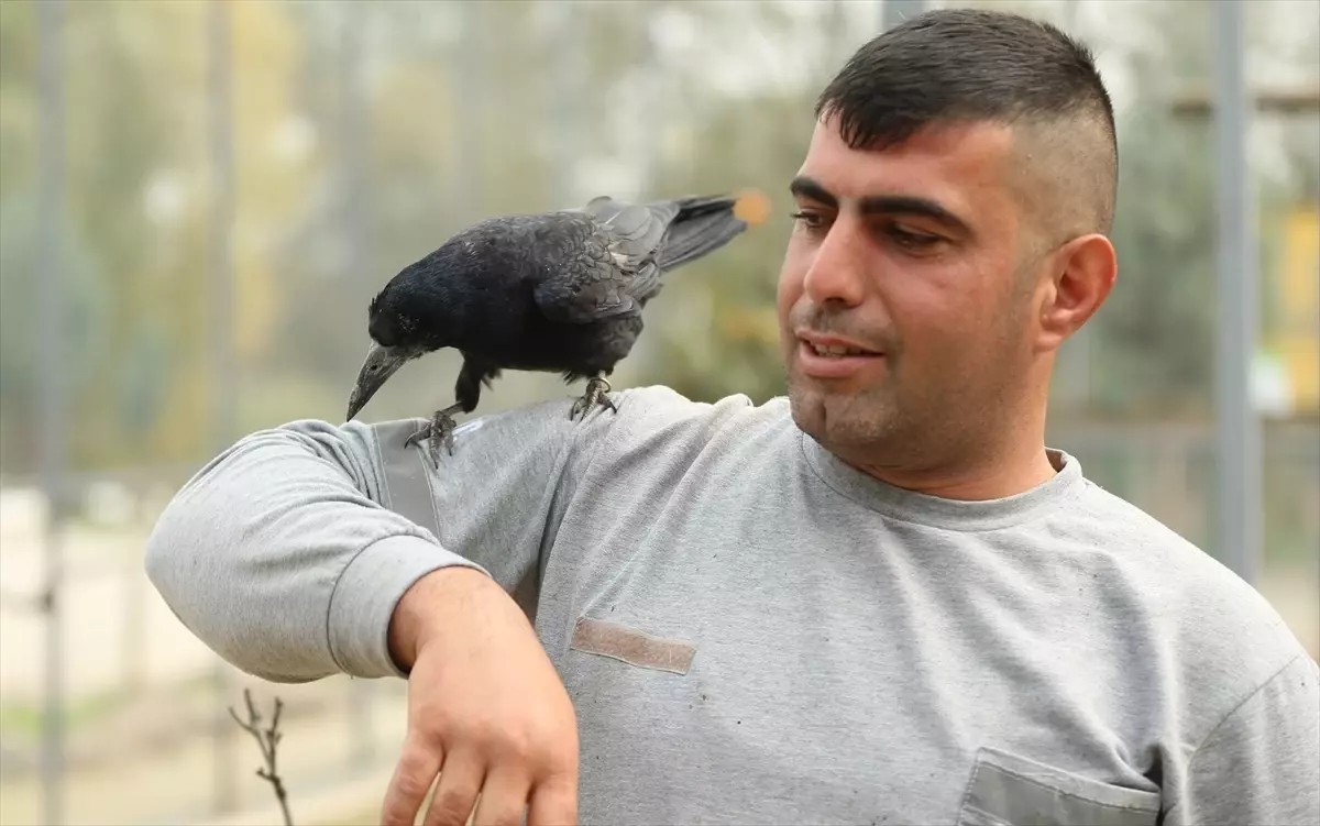 Sakarya'da Tedavi Edilen Karga, İnsanlarla Yakın Dost Oldu