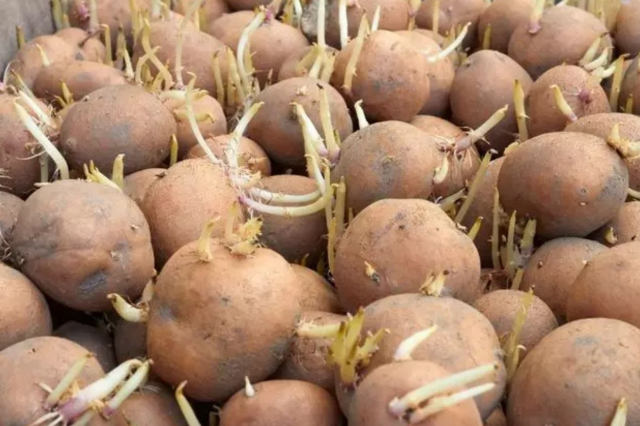 Uzman Uyarısı: Yeşillenen, Filizlenen ve Lekeli Patatesler Sağlık Riski Taşıyor 3 uzman uyarisi yesillenen filizlenen ve lekeli 19259309 4282 m