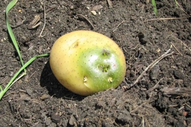 Uzman Uyarısı: Yeşillenen, Filizlenen ve Lekeli Patatesler Sağlık Riski Taşıyor 4 uzman uyarisi yesillenen filizlenen ve lekeli 19259309 5695 m