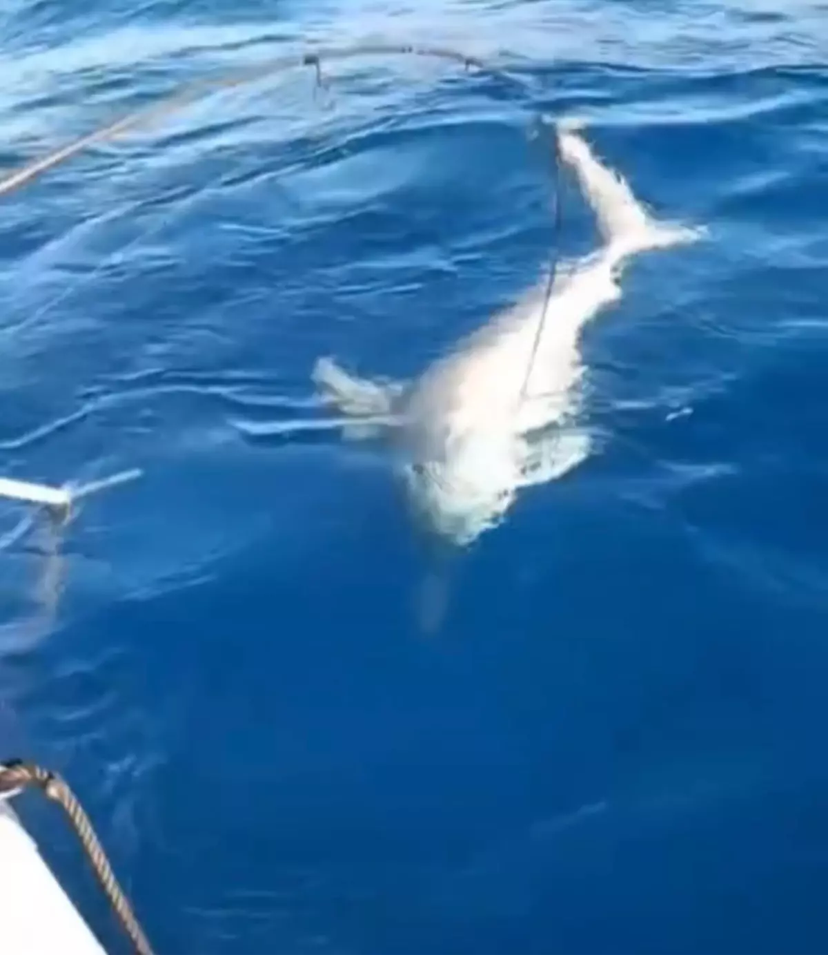 Yayladağı'nda Amatör Balıkçının Oltasına Köpek Balığı Takıldı