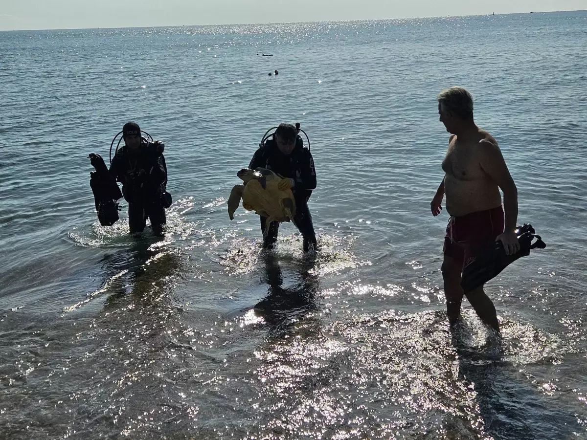 Antalya'da Yaralı Caretta Caretta Kurtarıldı