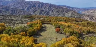 Andok Dağı'nda Sonbahar Renkleri Görsel Şölen Sunuyor