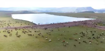 Erzurum'da 800'den Fazla Gölet Tarım ve Hayvancılığı Destekliyor