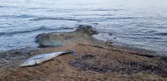 Çanakkale'de Ölü Yunus Bulundu