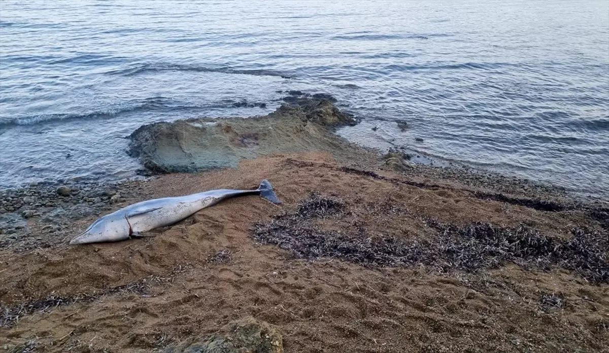 Çanakkale'de Ölü Yunus Bulundu