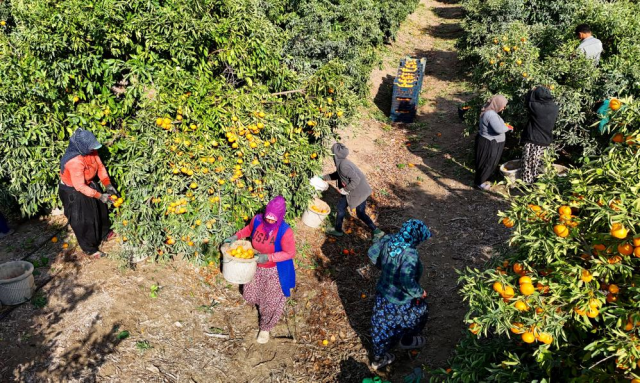 iscilerin grevi meyveyi dalinda birakti kilosu 3 19260314 3690 m