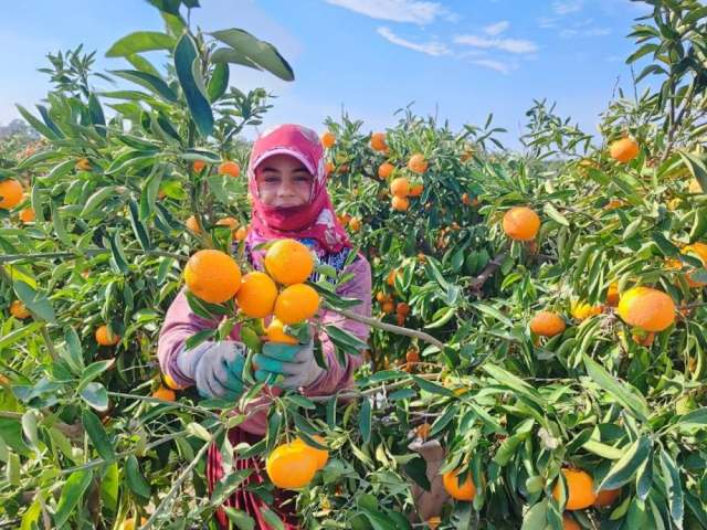 iscilerin grevi meyveyi dalinda birakti kilosu 3 19260314 432 m