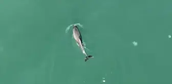 Sinop'ta Yunus Dronla Görüntülendi