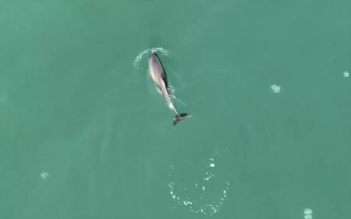 Sinop'ta Yunus Dronla Görüntülendi