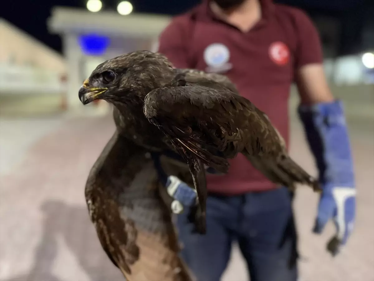 Yaralı Kızıl Şahin Tedavi Altına Alındı