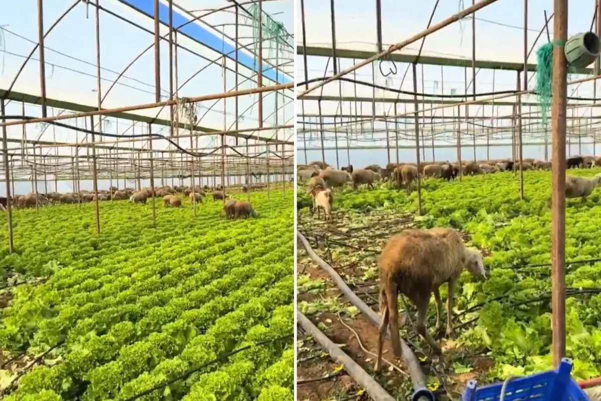 Ürün para etmeyince seraya koyun sürüsünü saldı