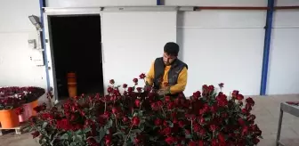 Antalya'da Gül Seracılığına Yenilikçi Yaklaşım