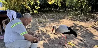 Halsiz Leylek Koruma Altına Alındı
