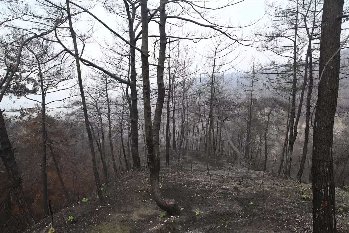 Hatay'da Yangından Zarar Gören Alanlara 3 Milyon Fidan Dikilecek