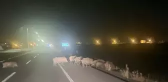 Kars'ta Domuz Sürüsü Yerleşim Alanında Görüntülendi