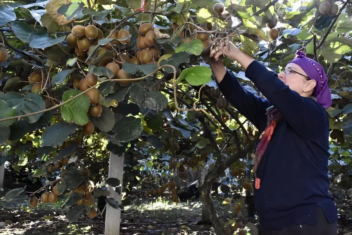 Ordu'da Kivi Hasadı Devam Ediyor