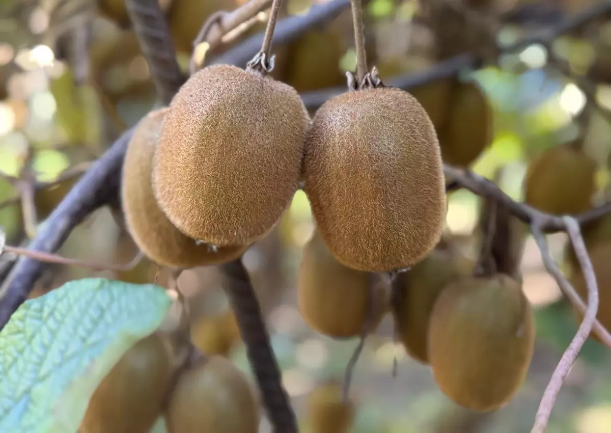 Ordu'da Kivi Üretimi ve Ekonomik Katkıları Üzerine Açıklamalar