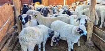 Tokat Gaziosmanpaşa Üniversitesi, Tescilli Karayaka Koyunu İçin Üretim Tesisi Kurdu