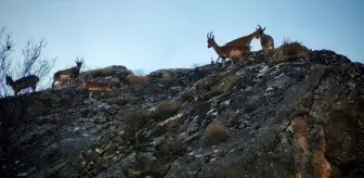 Tunceli'de Yaban Keçileri Yerleşim Yerine İndi