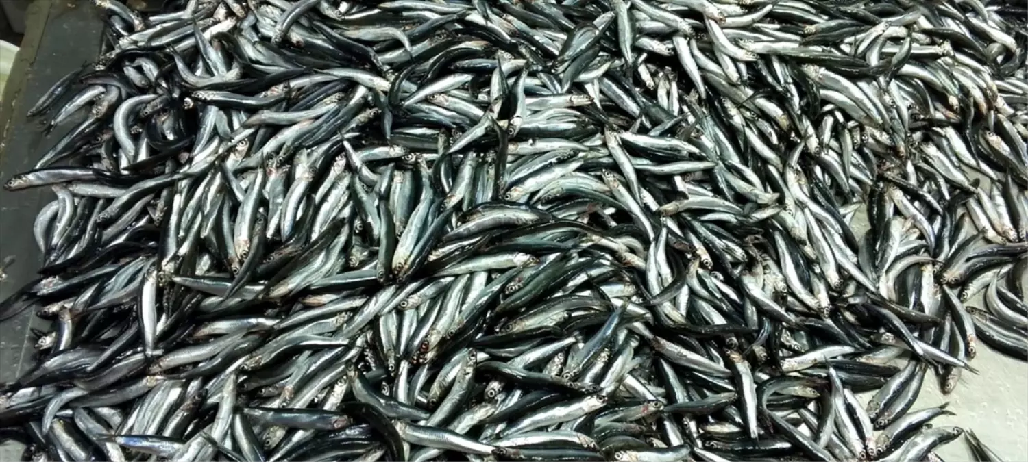 Karadeniz Ereğli'de Hamsi Sezonu Bereketli Geçiyor