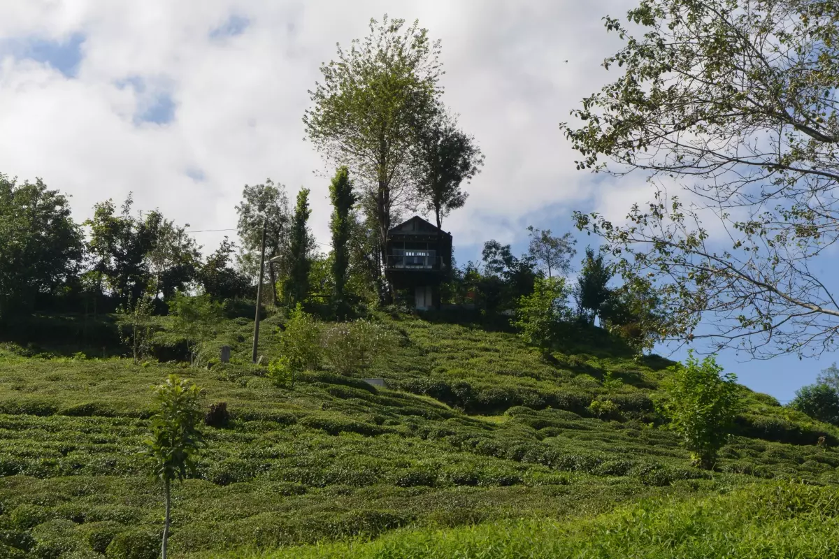 Kardeşlerin Çocukluk Hayali: Ağaç Ev