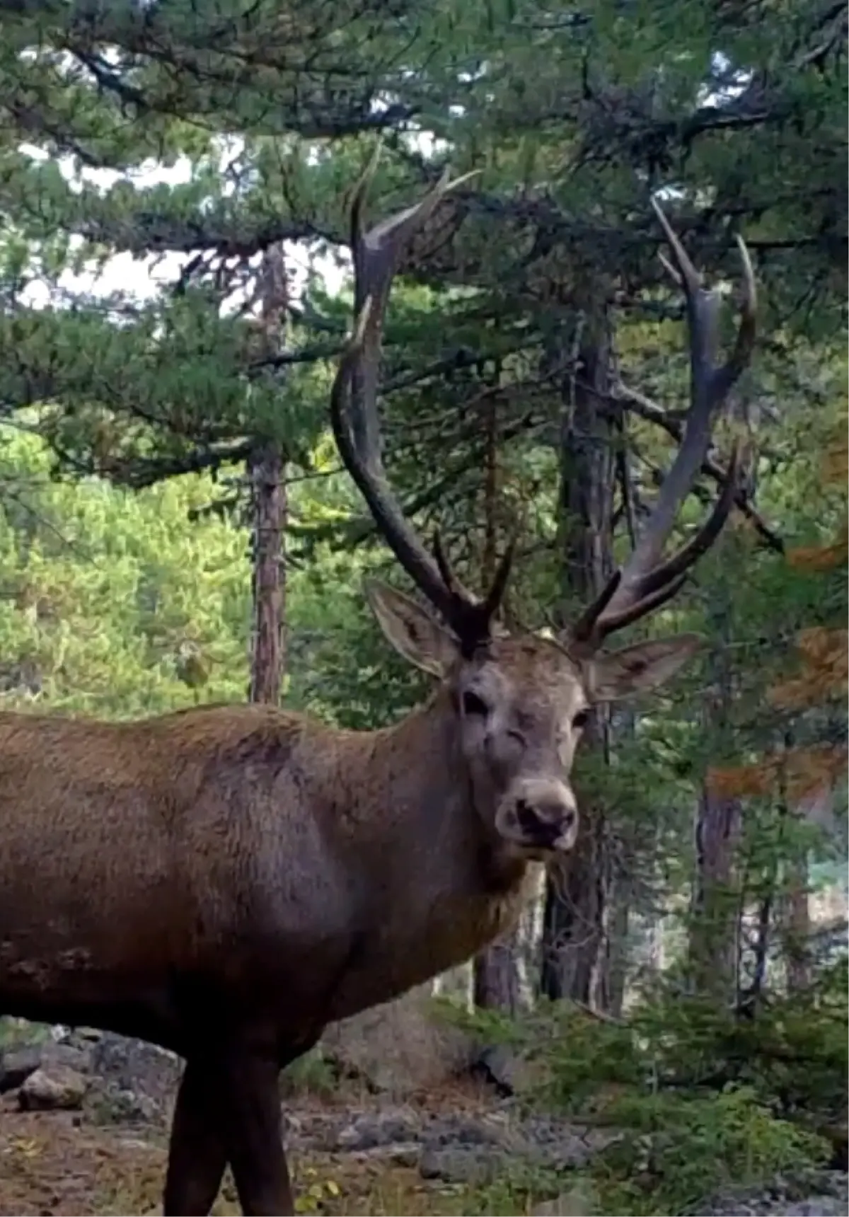 Kızıl Geyik Fotokapana Yansıdı