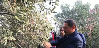 Hatay'da Zeytin Rekoltesi 201 Bin Ton Bekleniyor