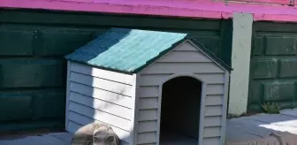 Kayseri'de Sokak Kedilerine Özel Bakım Evi