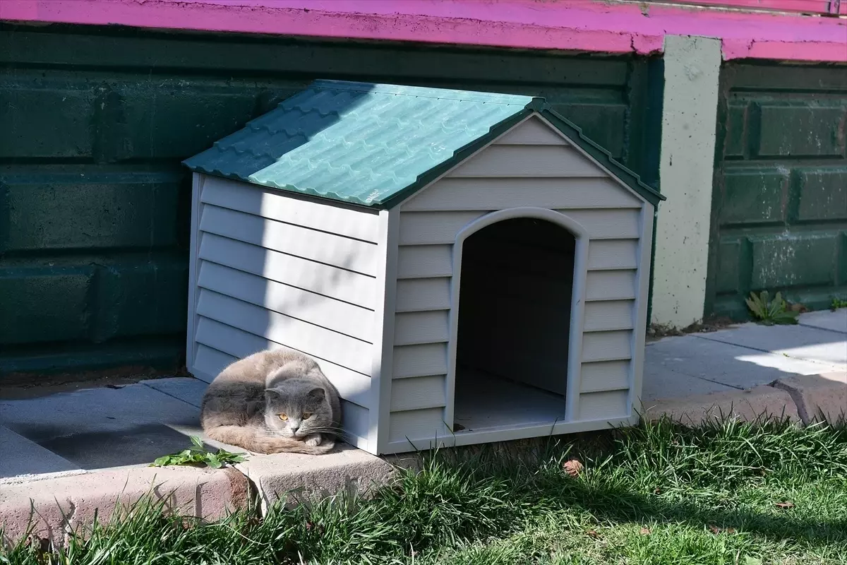 Kayseri'de Sokak Kedilerine Özel Bakım Evi