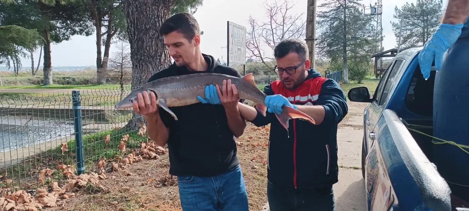 Edirne'de Nesli Tükenme Tehlikesindeki Mersin Balığı Koruma Altına Alındı
