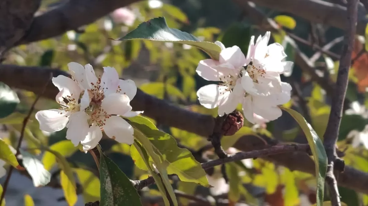 Bucak'ta Kasımda Çiçek Açan Elma Ağacı Şaşkınlık Yarattı