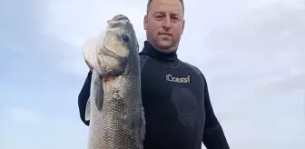 Gerze'de Amatör Balıkçı Zıpkınla 9 Kilogramlık Levrek Avladı