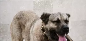 Afyonkarahisar'da Köpek Dövüşüne Operasyon: 12 Şüpheli Gözaltında