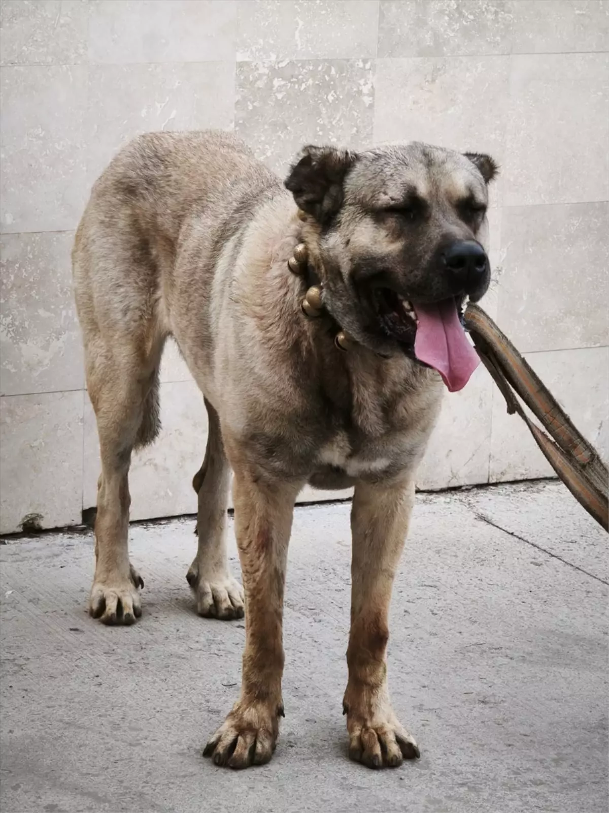 Afyonkarahisar'da Köpek Dövüşüne Operasyon: 12 Şüpheli Gözaltında
