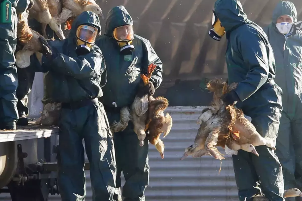 Yeni salgın alarmı! 'H5N5' kuş gribinin bulaştığı ilk insan öldü