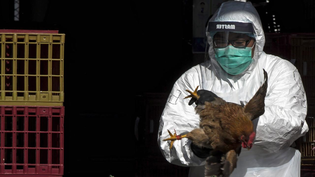 The first human infected with 'H5N5' bird flu has died