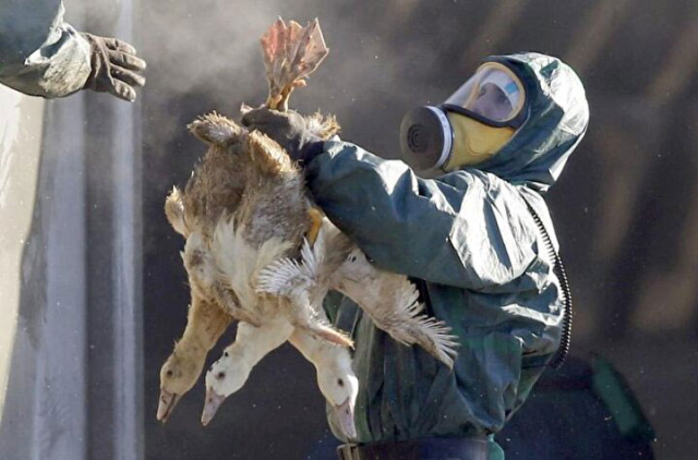 The first human infected with 'H5N5' bird flu has died