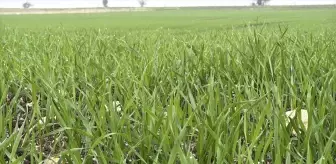 Trakya'da Buğday Ekim Çalışmaları Hız Kazandı