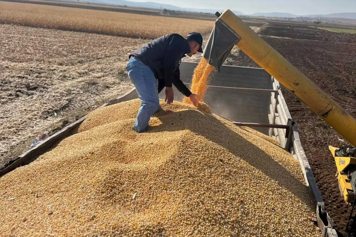 Gaziantep'te Mısır Hasadı Başladı