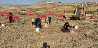 Karaahmetli Köyünde Soğan Hasadı Yapıldı