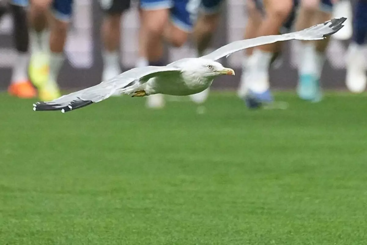 Beşiktaş-Samsunspor maçına damga vuran davetsiz misafir! Akıllara Süleyman Seba'nın sözleri geldi